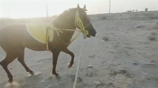 حیوانات در طبیعت