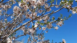 بوی عید