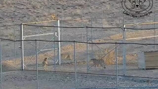 موفقیت بالای جفتگیری دو یوزپلنگ آسیایی و نجات این گونه از انقراض