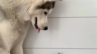 این دفه میخوای بخوری