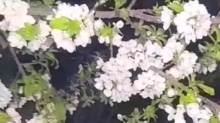 در انتطار سال نو