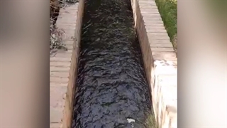 باغ گلشن طبس