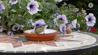 عاشق بودم کنون دیوانه می سازی چرا؟ غزل احمد محمود امپراطور - دکلمه بانو مدهوش March 14, 2022