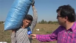 کشت بادام زمینی در دشت مغان