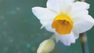 دانلود آهنگ جدید امید قادریان نرگس خوشبو