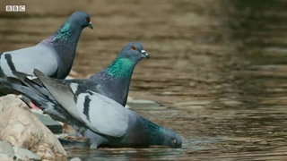 ماهی که پرنده شکار می کند