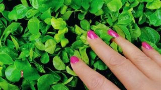 ساعاتی قبل از سال نو چه خبره اینجا