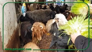 تمایل دام به علوفه هیدروپونیک