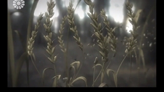 معجزه خوشه گندم در قرآن کریم