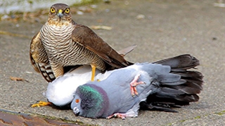 شکار و زنده خواری کبوتر توسط شاهین