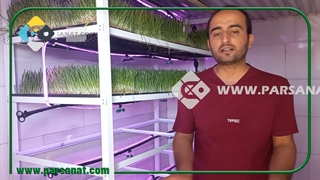 قرار دادن بذر درسینی کشت علوفه هیدروپونیک