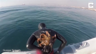 چسبیدن هشت پا به بدن غواص