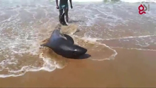 نجات دلفین گرفتار در ساحل