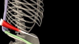 آناتومی عضله بازویی زنداعلایی