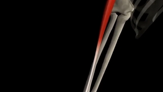 عمل عضله بازویی زنداعلایی