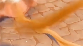 Animation VS Anime