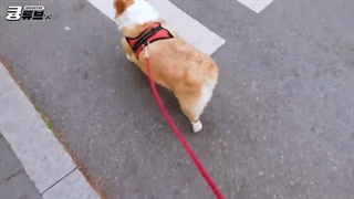 ولاگ 26 کیونگ تیوب پیاده روی بکهیون و سگش مونگریونگ همراه با زیرنویس فارسی چسبیده-720p