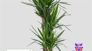 خرید و سفارش آنلاین گیاه آپارتمانی یوکا در سایزهای مختلف