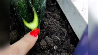 مراقبت از گیاه سانسوریا خاک و کود گلهای آپارتمانی تکثیر