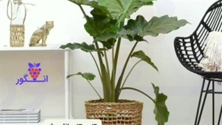 خرید و سفارش آنلاین گیاه بابا آدم در سایز و گونه های مختلف