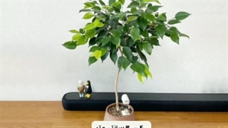 خرید و سفارش آنلاین گیاه فیکوس بنجامین در سایز و گونه های مختلف