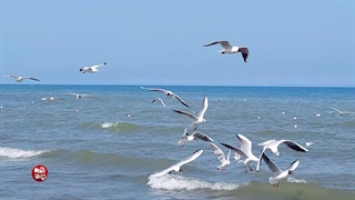 متل قو پرواز دیدنی مرغ دریایی