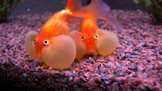 ماهی قرمز لپ بادی