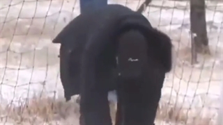 چا اون وو/آسترو/کپ