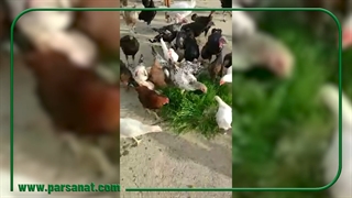 تمایل طیور به استفاده از علوفه هیدروپونیک