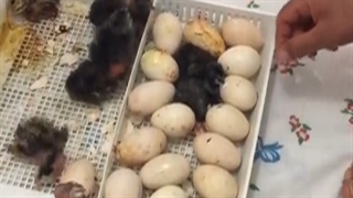 جوجه کشی موفق آقای شاهدیان با دستگاه جوجه کشی 168 تایی