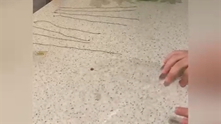 مانیاد نودهی-دوم قادری-چتر نجات