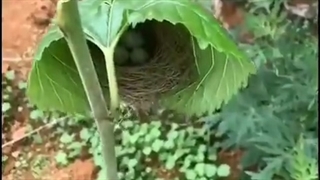 لانه سازی پرندگان