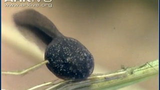 رشد قورباغه 2