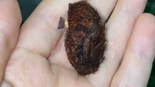 خارج شدن پروانه از پیله