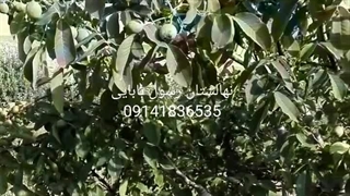 نهال گردو کانادایی ارغوان | نهالستان ارغوان نهال کلینیک مو