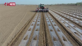 نرخ 93 درصدی مکانیزه شدن کاشت بهاره پنبه در شین جیانگ