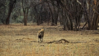 رشد حیوانی 2