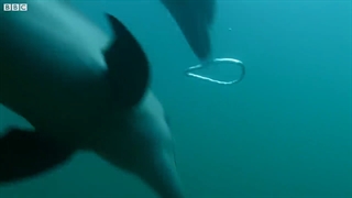 بازیگوشی دلفین ها با حباب های عجیب زیر آب