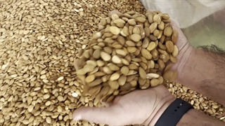 مغز بادام ایرانی قیمت فوق العاده عالی _ از عمده فروش بخر