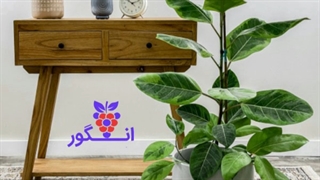 خرید و سفارش آنلاین فیکوس آلتیسیما ( فیکوس یاقوتی ) در سایز و گونه های مختلف