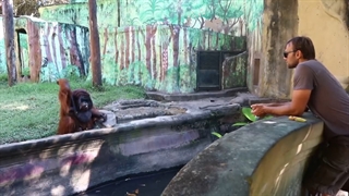 عکس العمل جالب اورانگوتان بعد از گرفتن موز