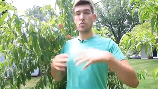 راهکاری برای داشتن میوه های بزرگتر