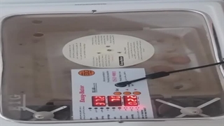 تجربه جوجه کشی موفق آقای شیر محلی با دستگاه جوجه کشی ایزی باتور 2