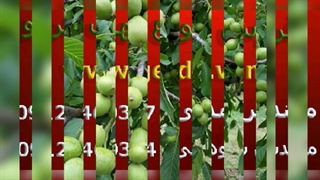 خرید نهال گردو چندلر پیوندی از اصیل گردو