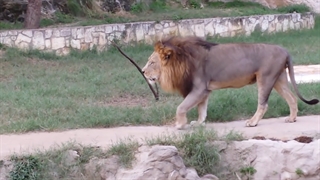 غرش شیر نر در باغ وحش