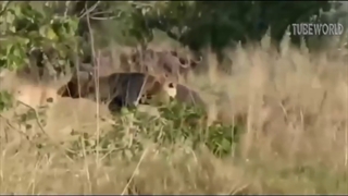 جنگ وحشتناک حیوانات راز بقا / کلیپ شماره 7