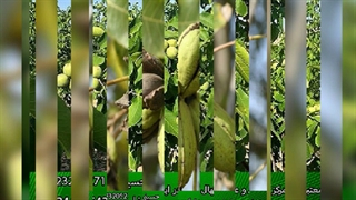 خرید نهال گردو چندلر پیوندی از نوین گردو