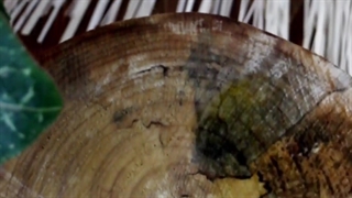 روغن زدن تنه