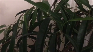 رضایت خانم رعوفی از لامپ رشد گیاه ایران سان لایت