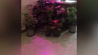 رضایت خریدار گرامی از لامپ رشد گیاه ایران سان لایت